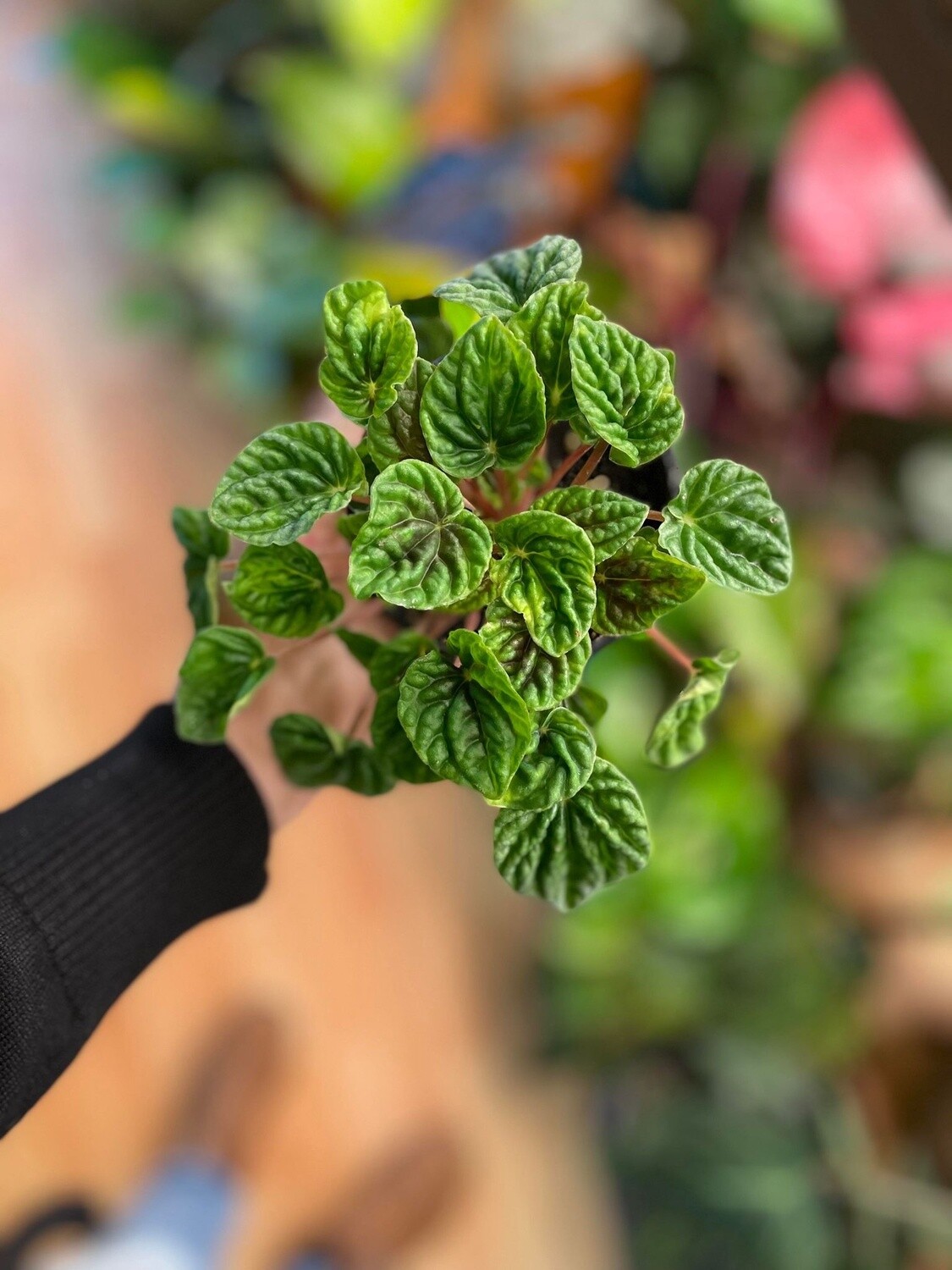 3.5&quot;  Peperomia  Ripple