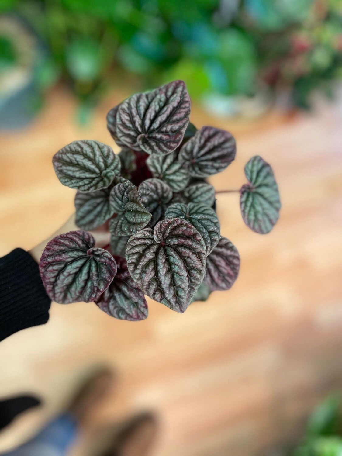 3.5&quot; Peperomia Red Ripple
