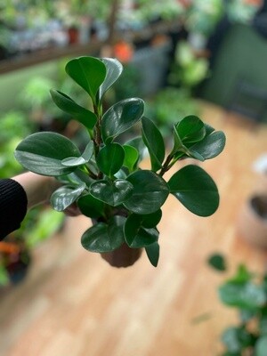 3.5&quot; Peperomia Obtusifolia Green