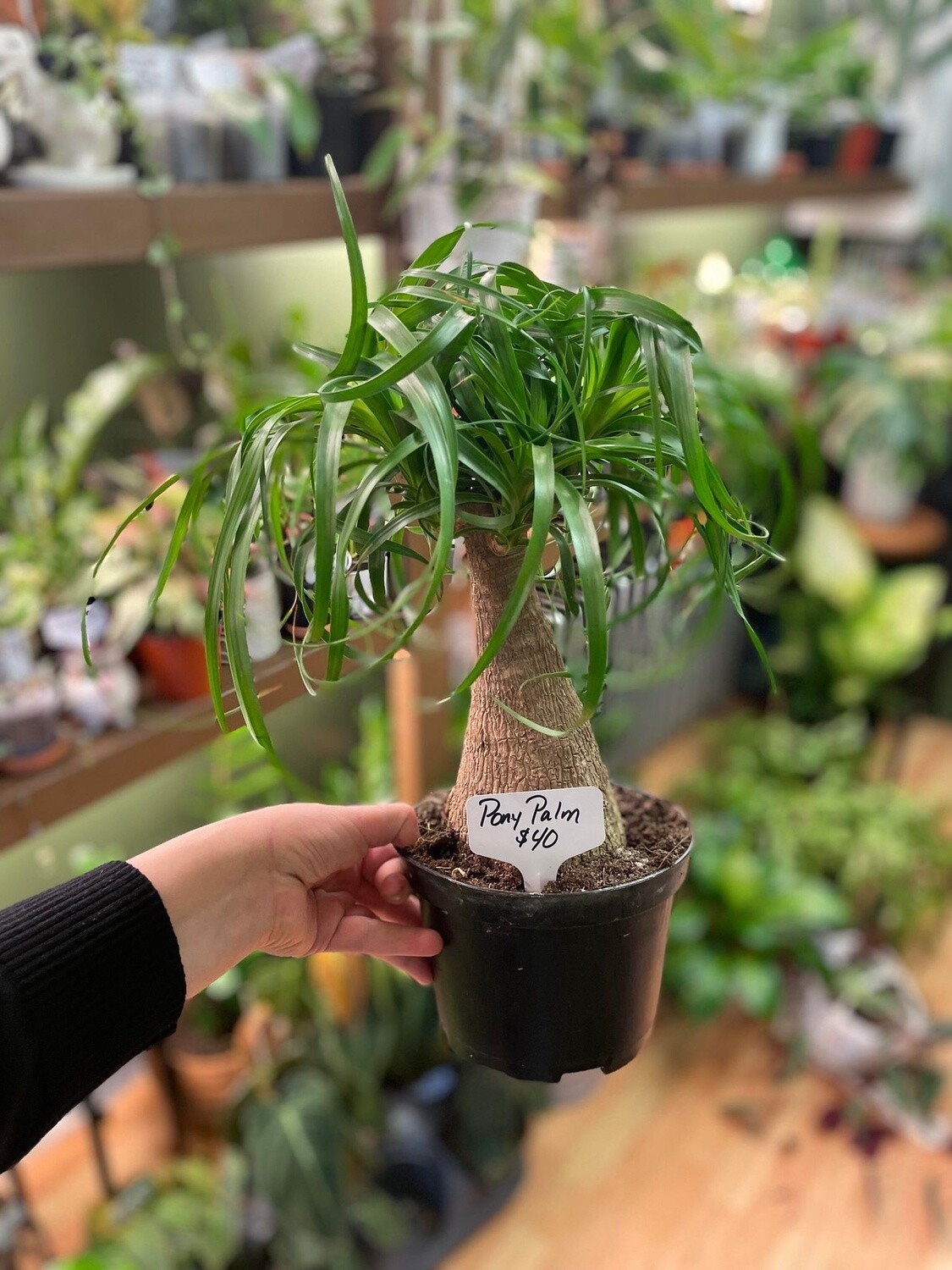 8&quot; Ponytail Palm