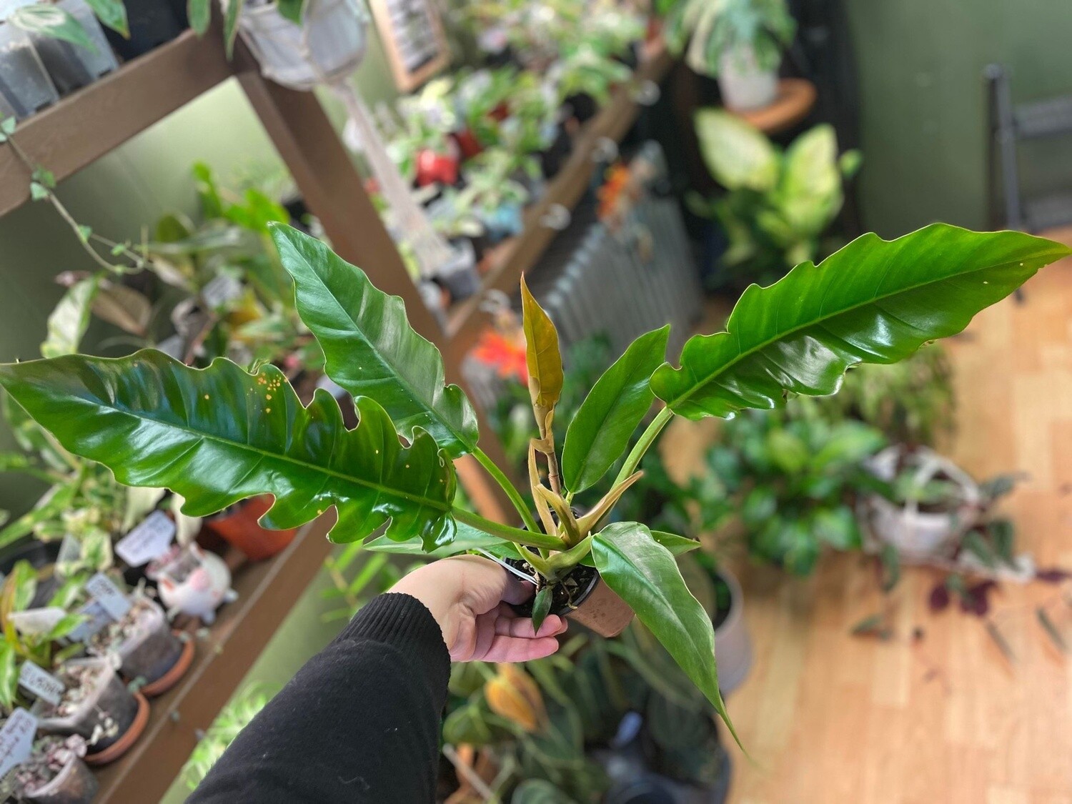 3.5&quot; Philodendron Caramel Pluto