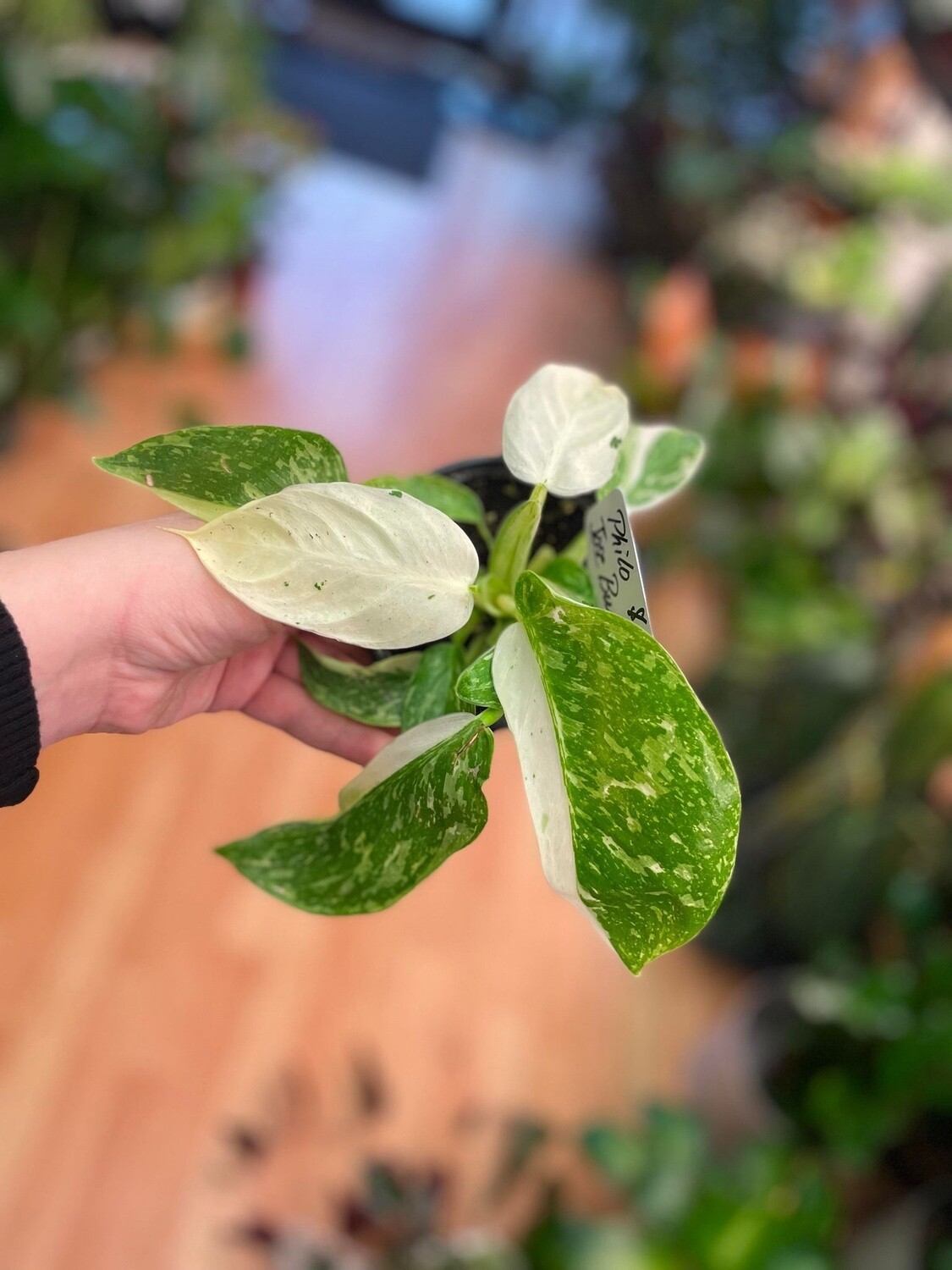 4&quot; Philodendron Jose Bueno