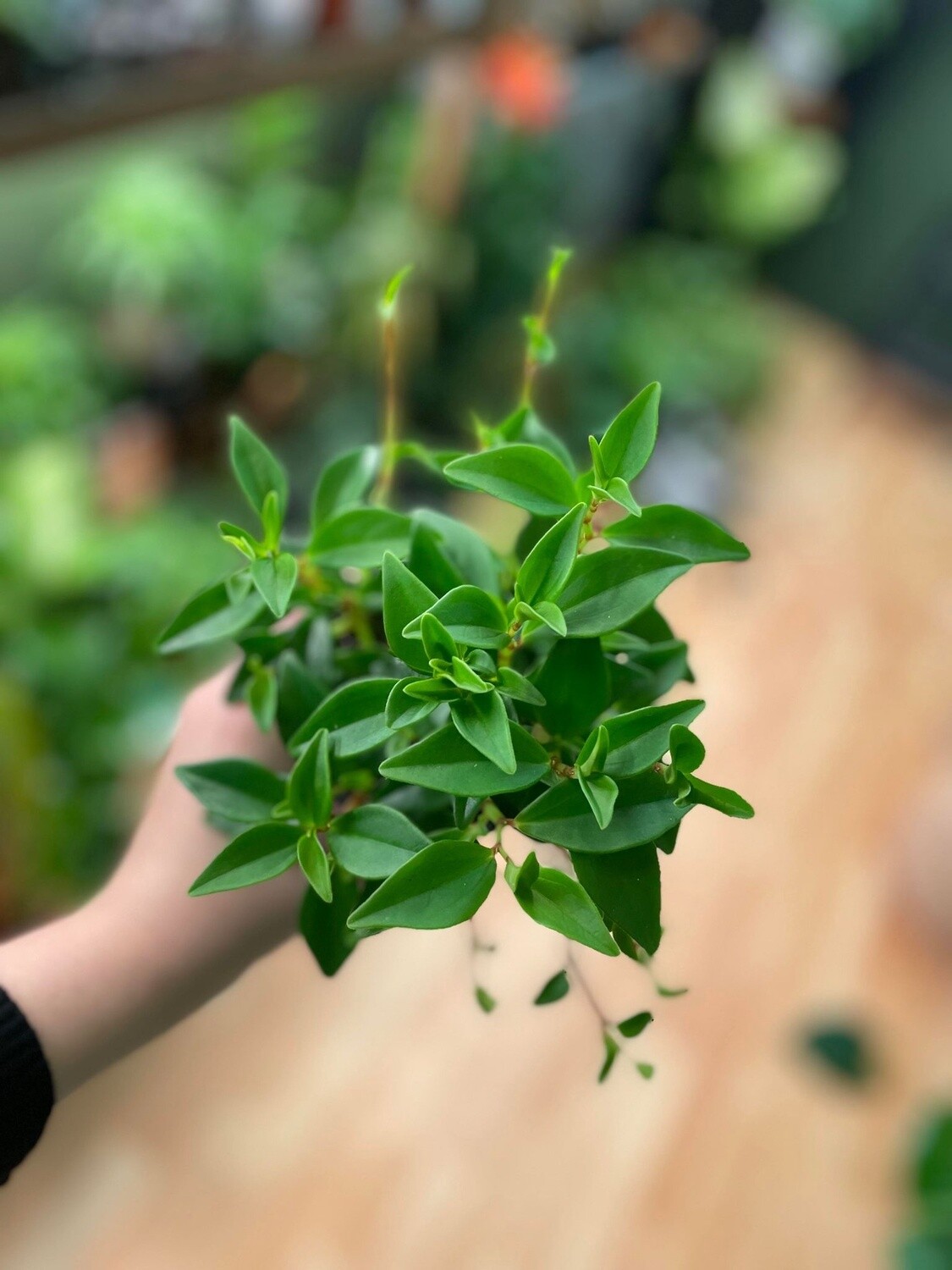 3.5&quot; Peperomia Amigo Marcelo