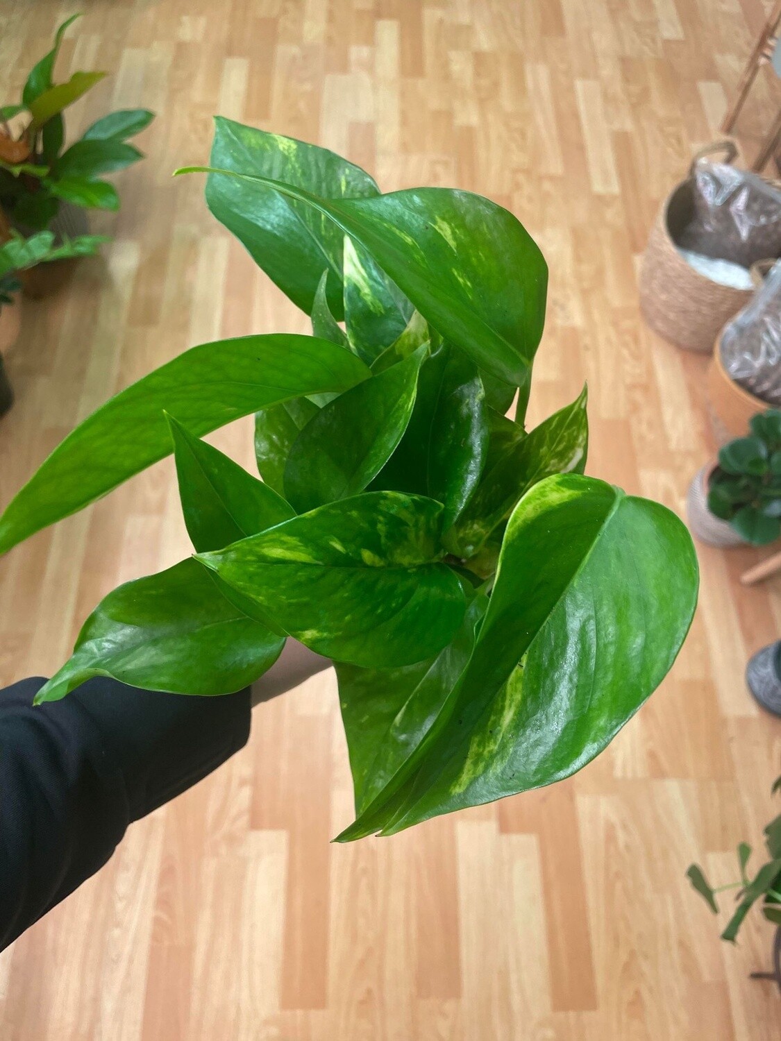 3.5&quot; Epipremnum Aureum Golden (Pothos)