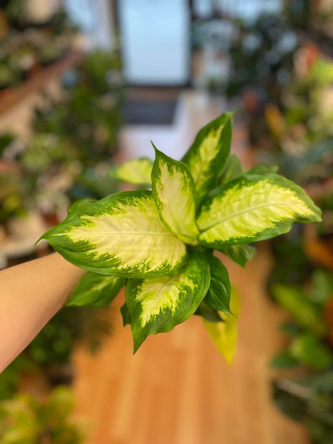 3.5&quot; Dieffenbachia Camille