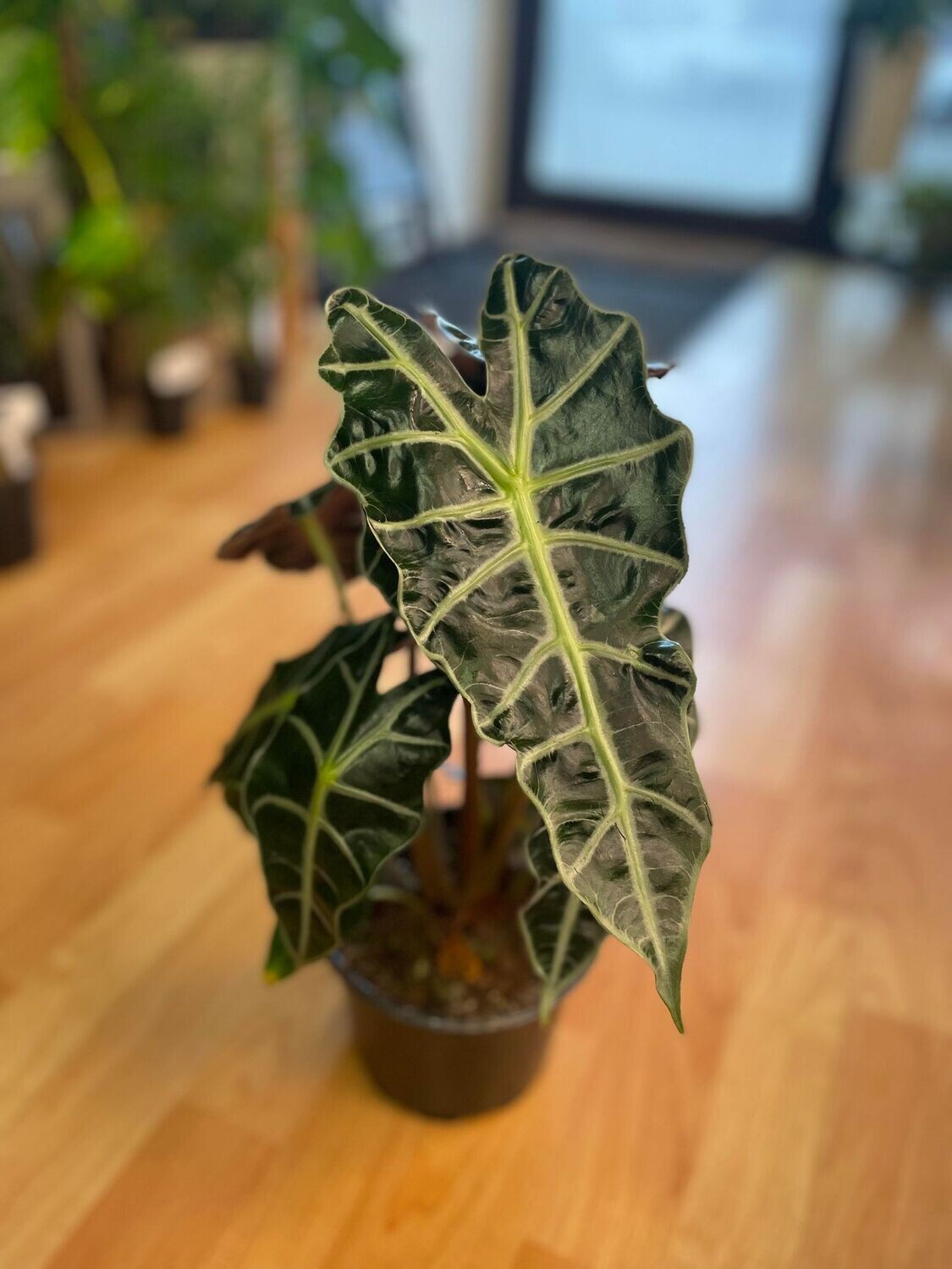 6&quot; Alocasia Polly
