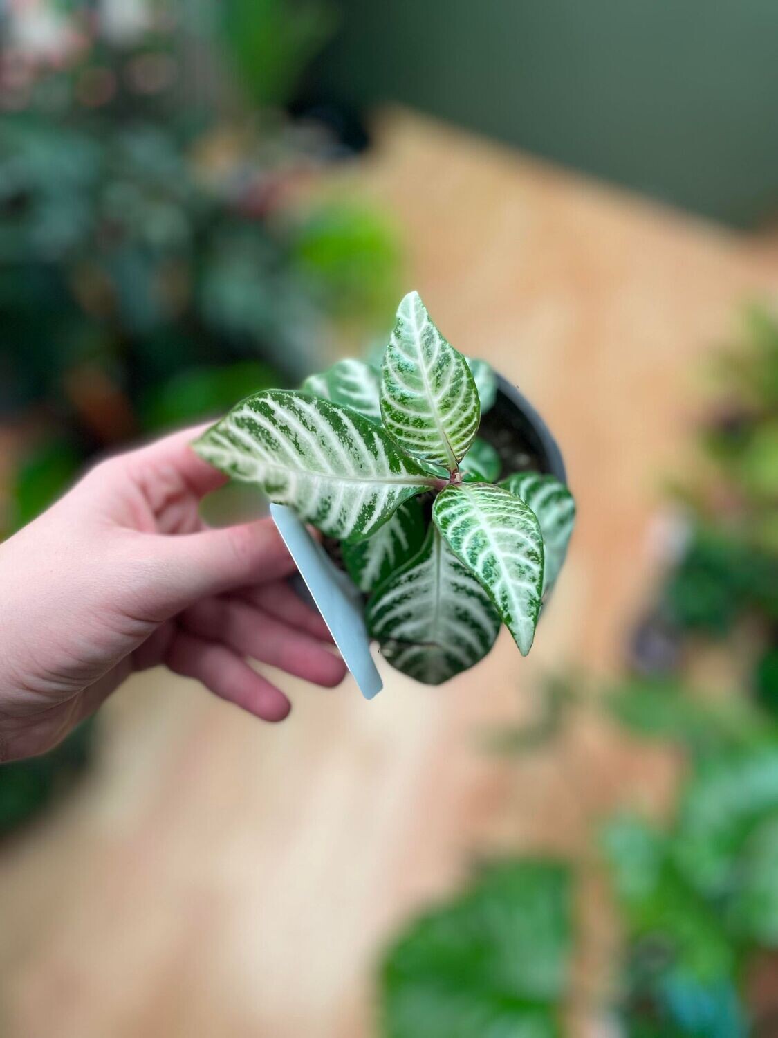 4&quot; Aphelandra Snow flake Zebra Plant