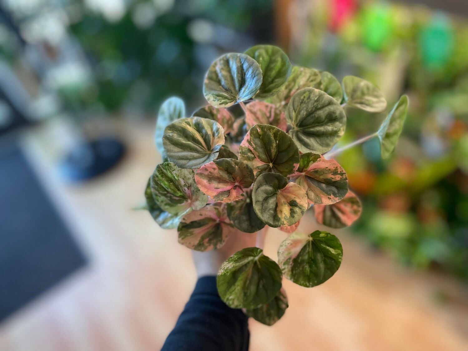 3.5&quot; Peperomia Pink Lady