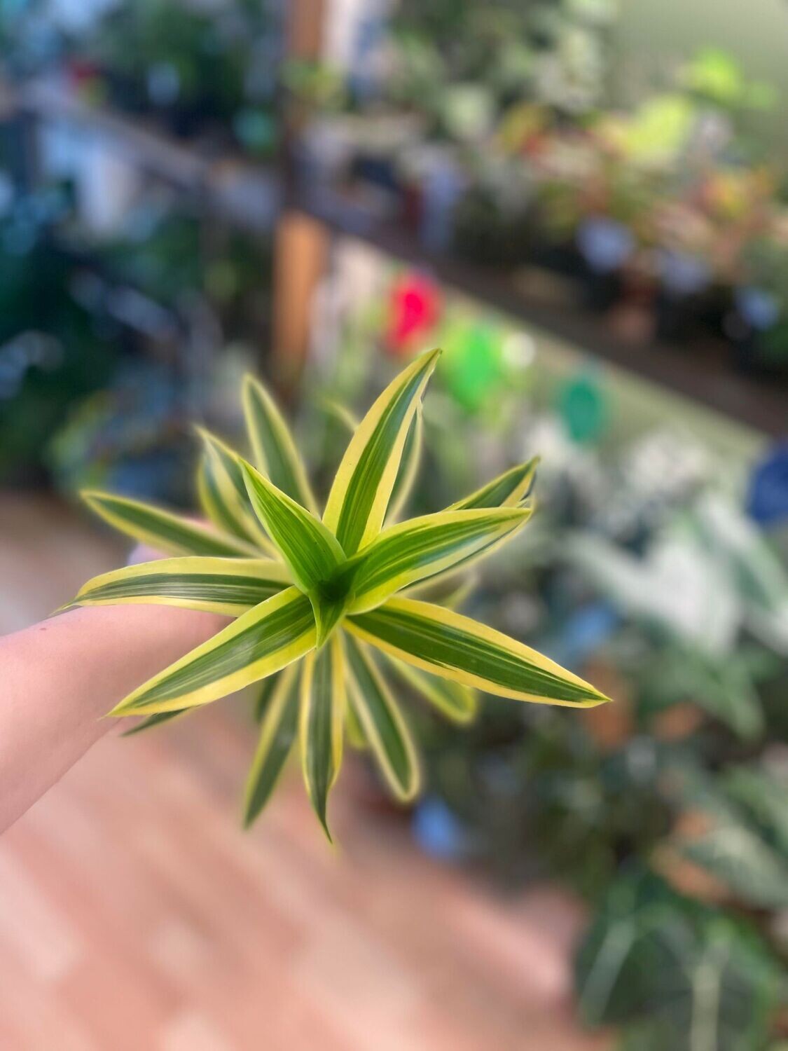 4&quot; Dracaena Reflexa Song of India