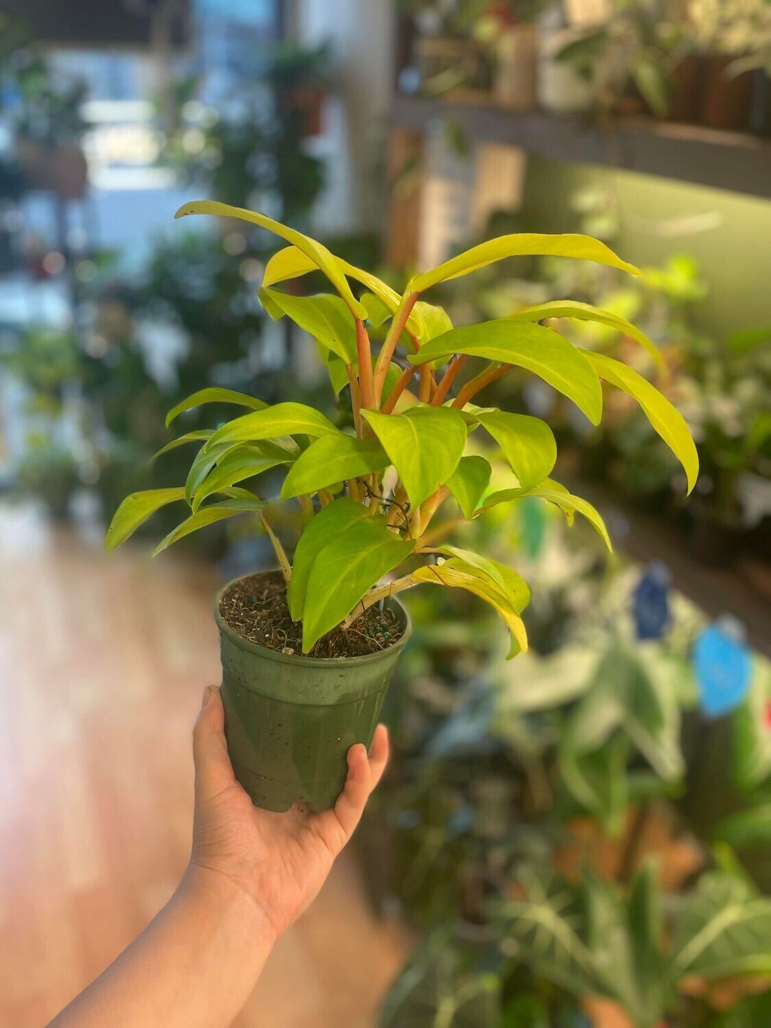 5&quot; Philodendron Lemon Lime 