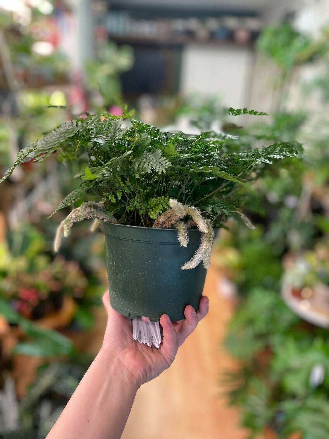 6&quot; Rabbit Foot Fern