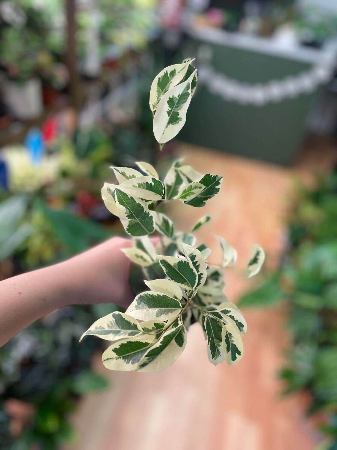 3.5&quot; Ficus Benjamina Variegata