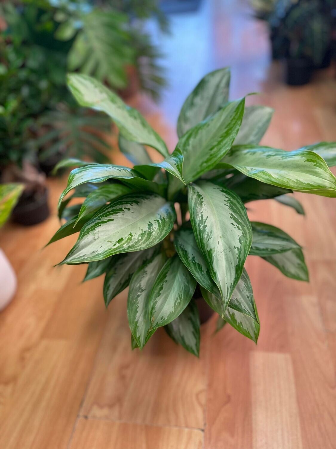 6&quot; Aglaonema Silver Bay