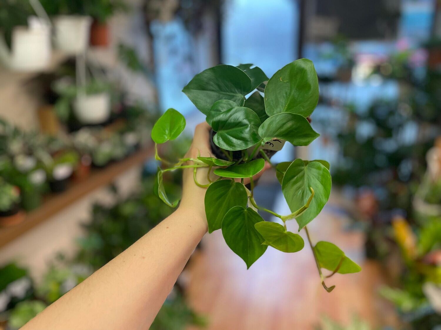 4&quot; Philodendron Cordatum (HeartLeaf)