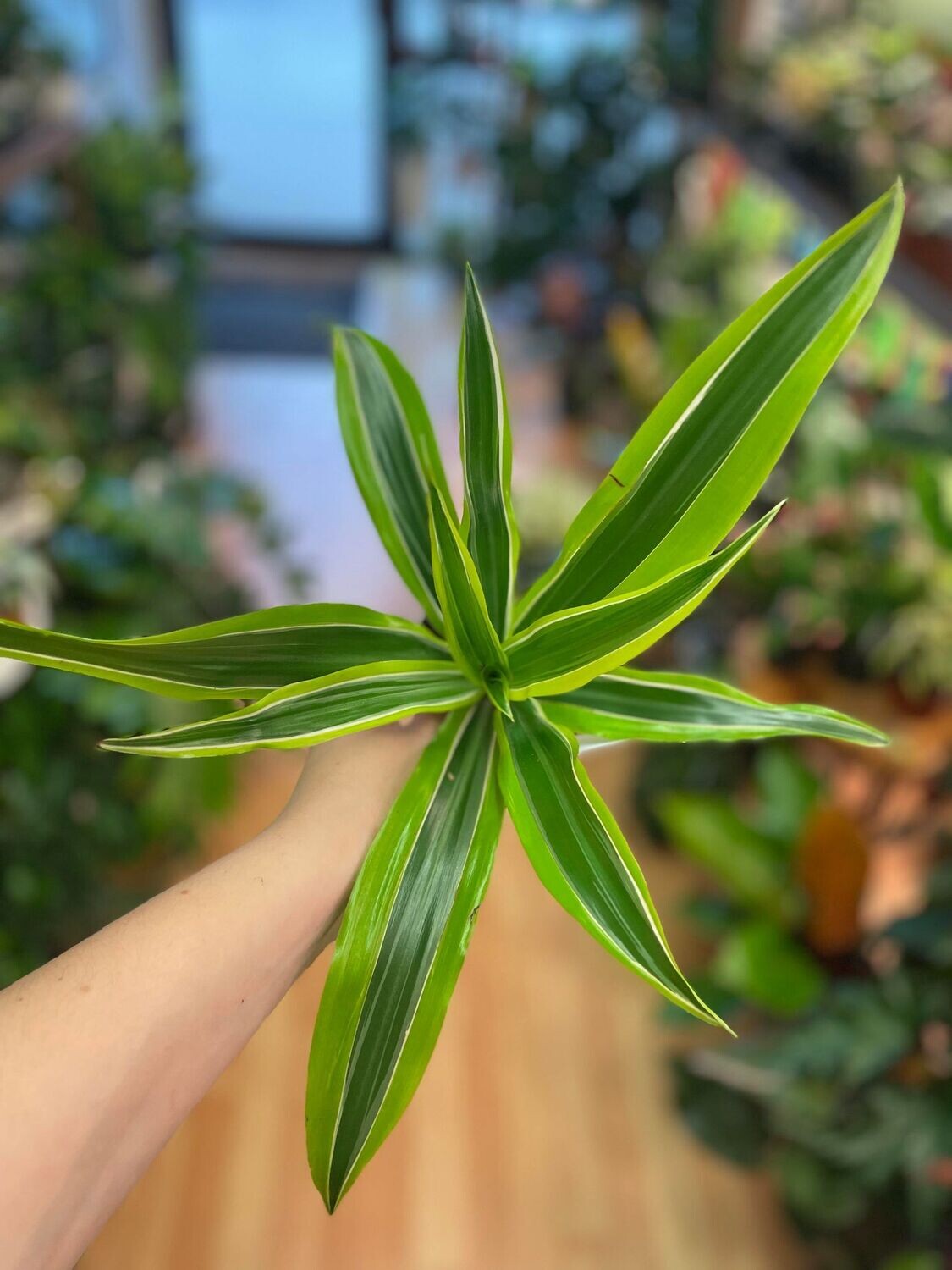 3.5&quot; Dracaena Lemon Lime 