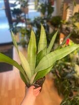 6&quot; Sansevieria Moonshine