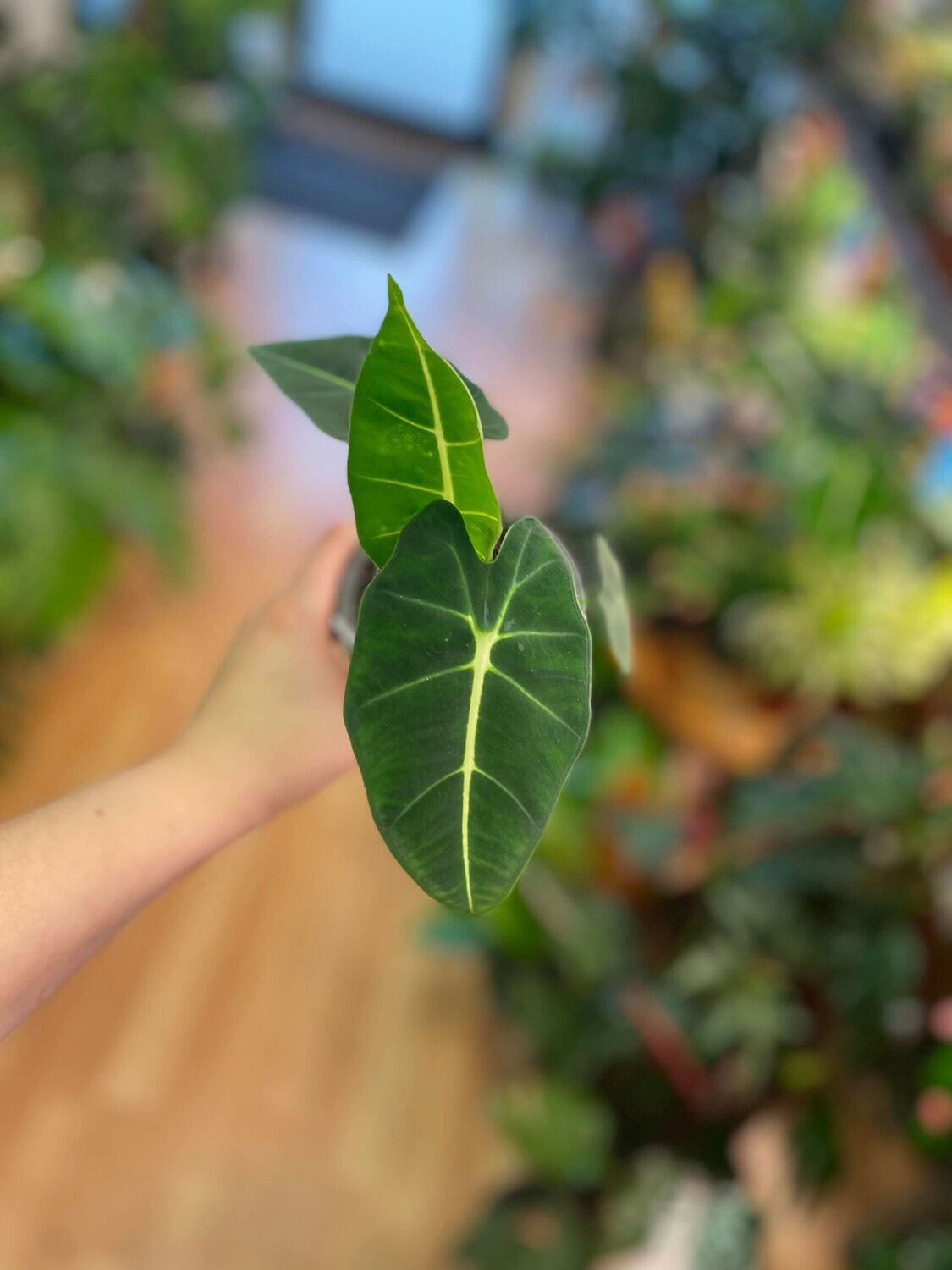 4&quot; Alocasia Frydek