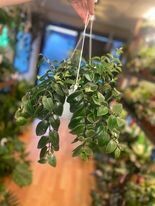 6&quot; LipStick Plant