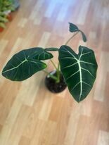 6&quot; Alocasia Frydek