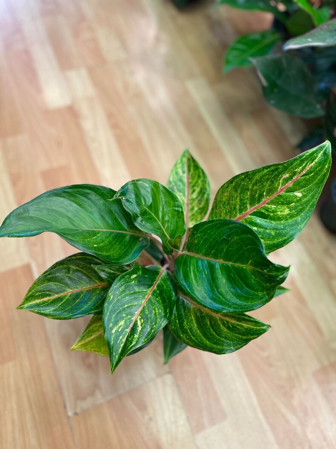 5&quot; Aglaonema Green Papaya 