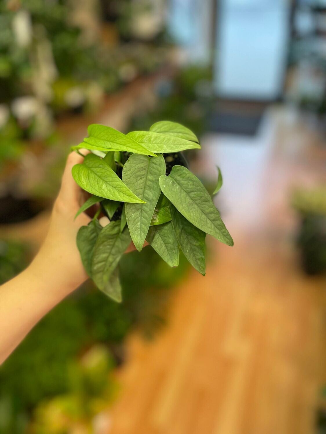 3.5&quot; Epipremnum Pinnatum Cebu Blue