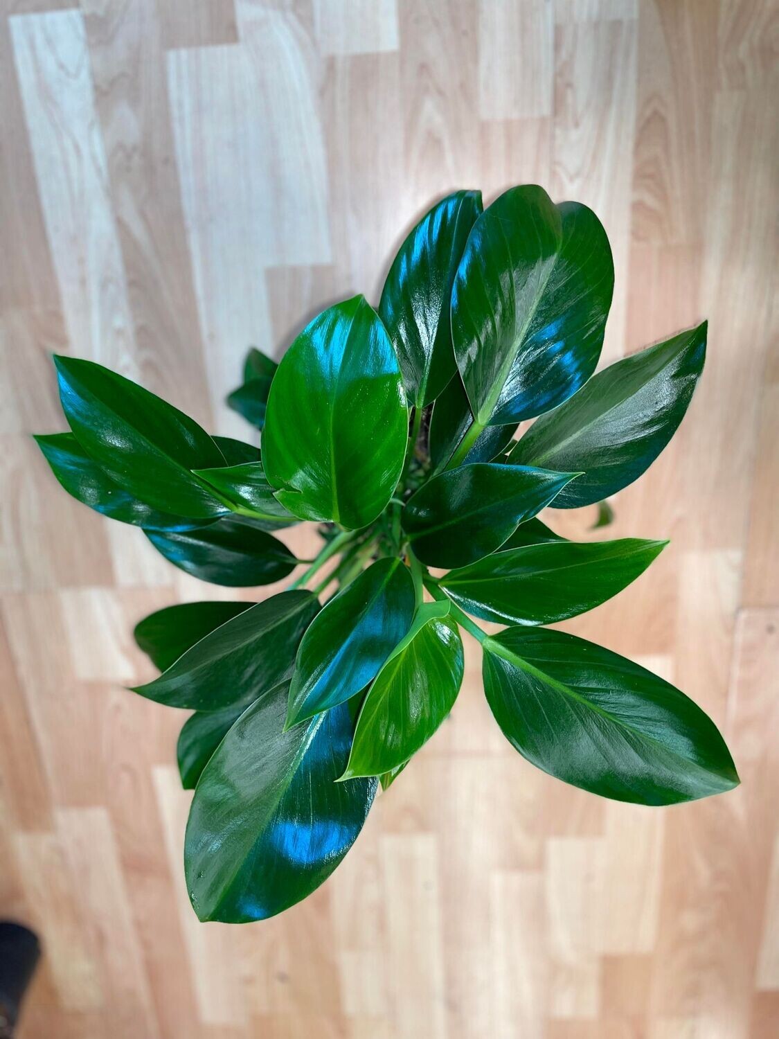 6&quot; Philodendron Green Congo