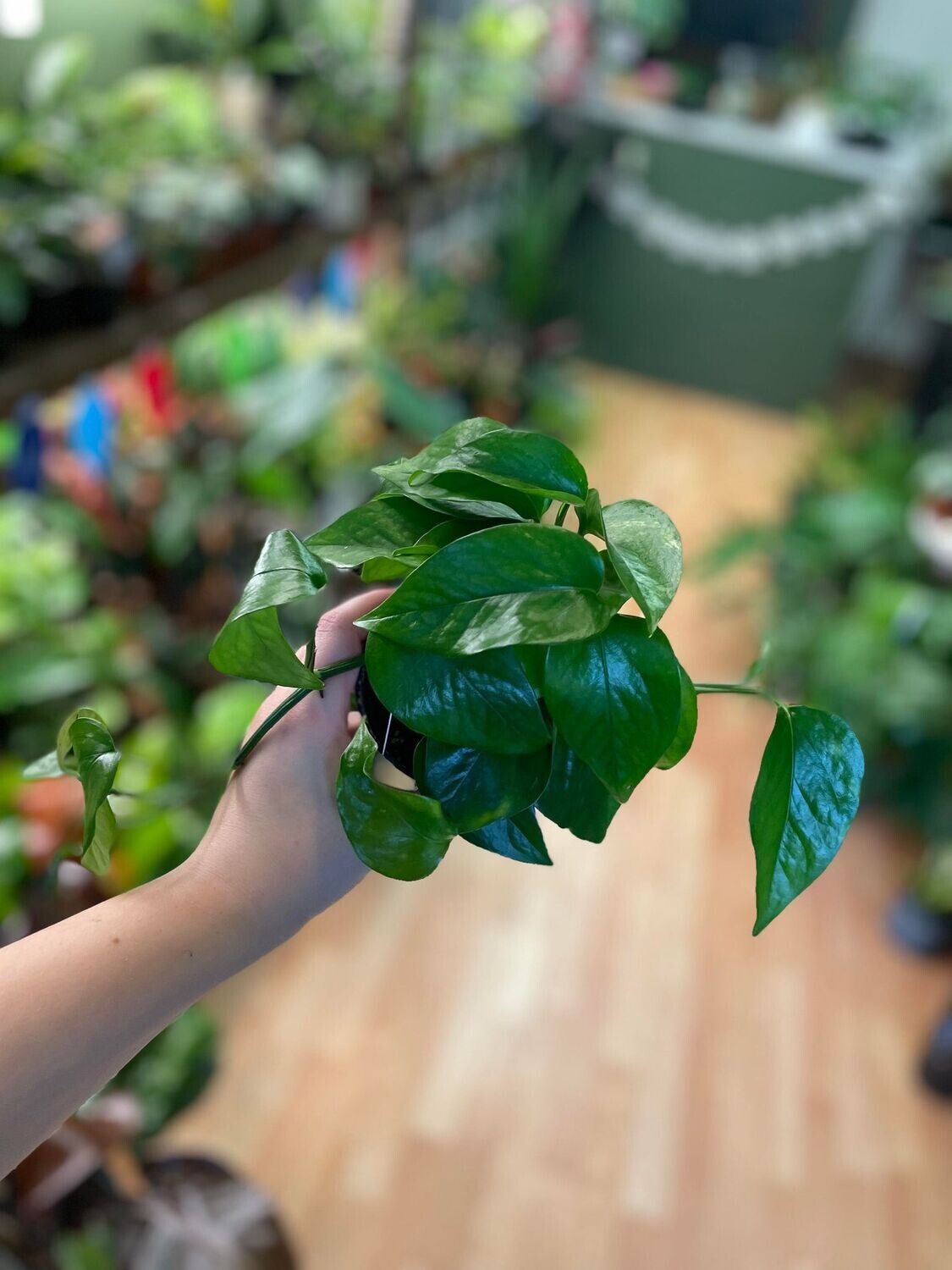 3.5&quot; Epipremnum Aureum Jade (Pothos)