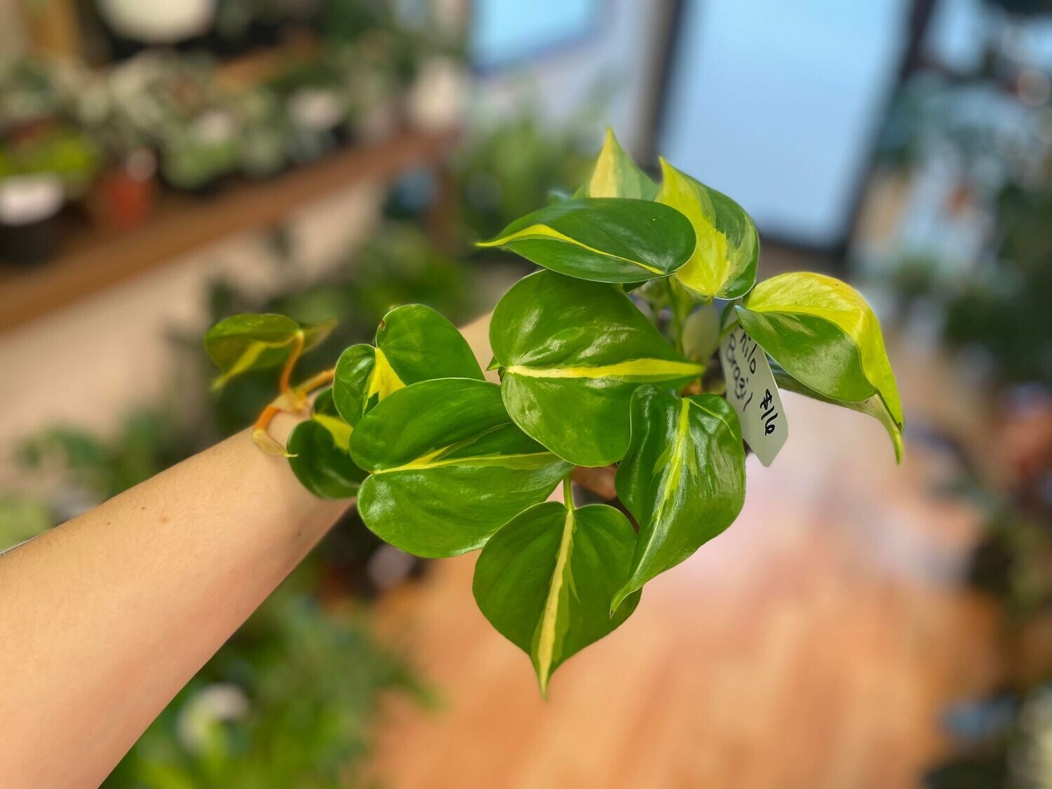 4&quot; Philodendron Brazil