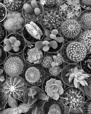 Cacti &amp; Succulents