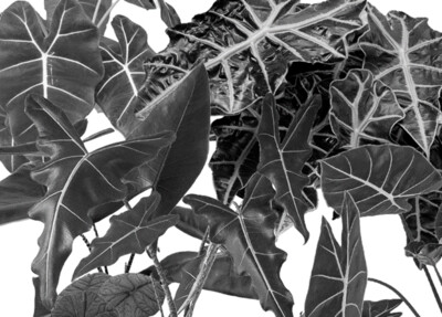 Alocasias