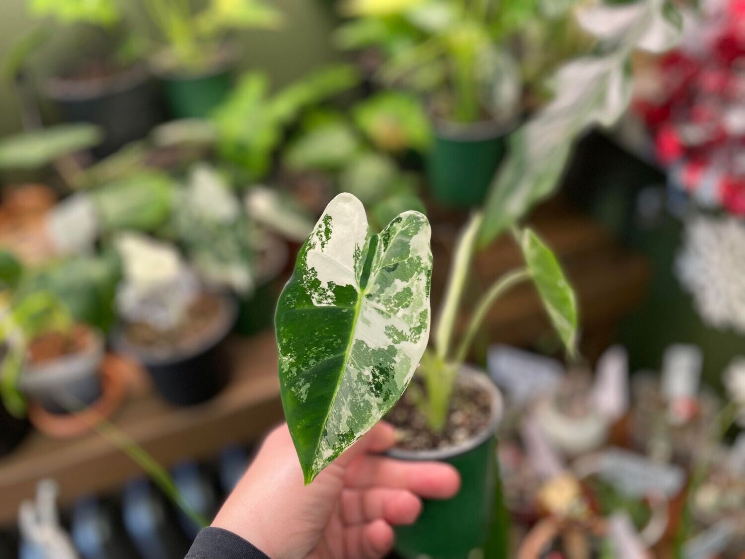 4&quot; Alocasia Frydek Variegated