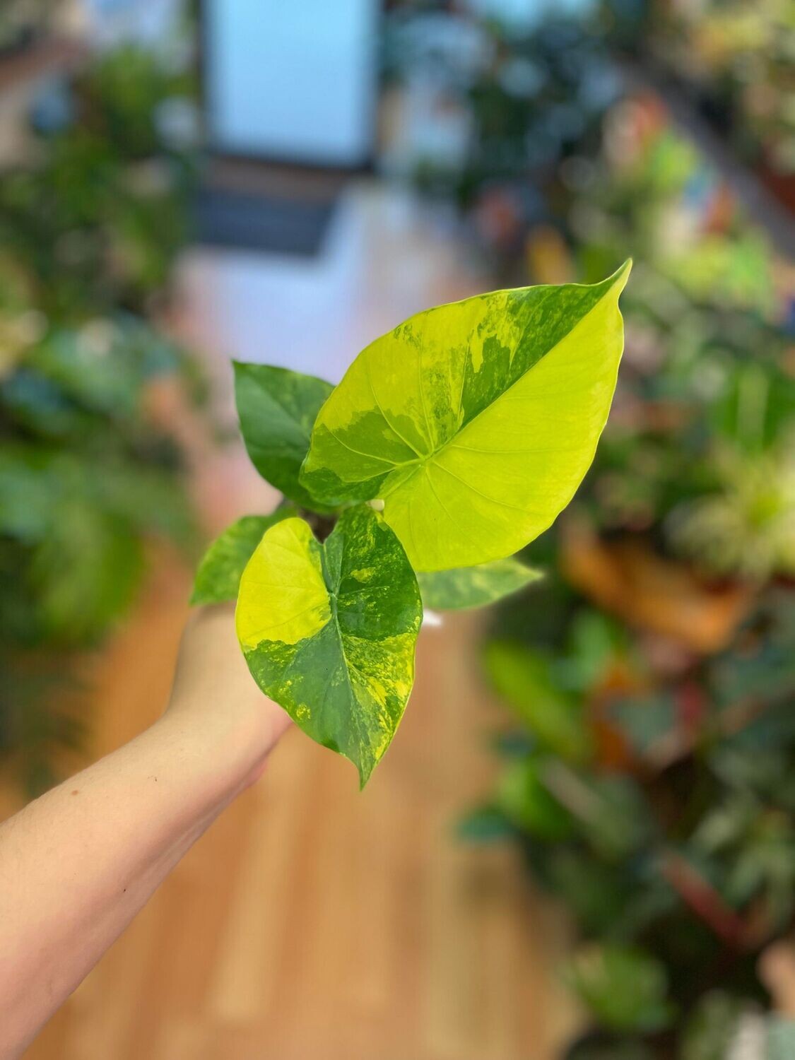 3.5&quot; Alocasia Odora Yellow Variegata 