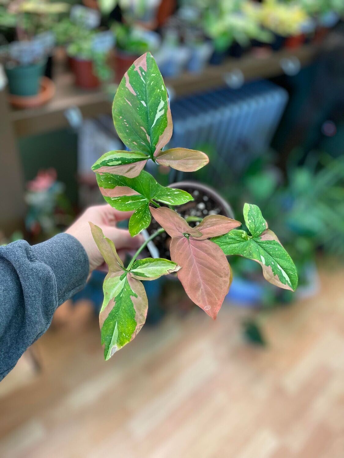 5&quot; Syngonium Red Spot Trio Colour