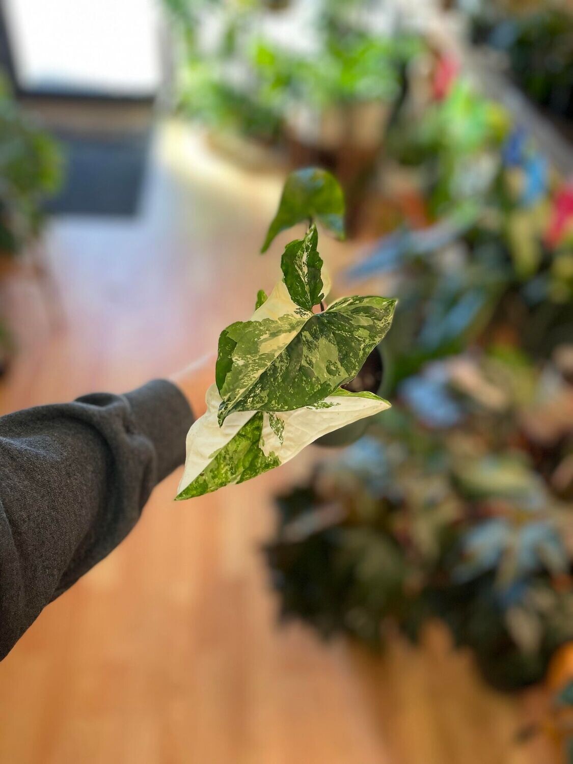 4&quot; Syngonium Albo