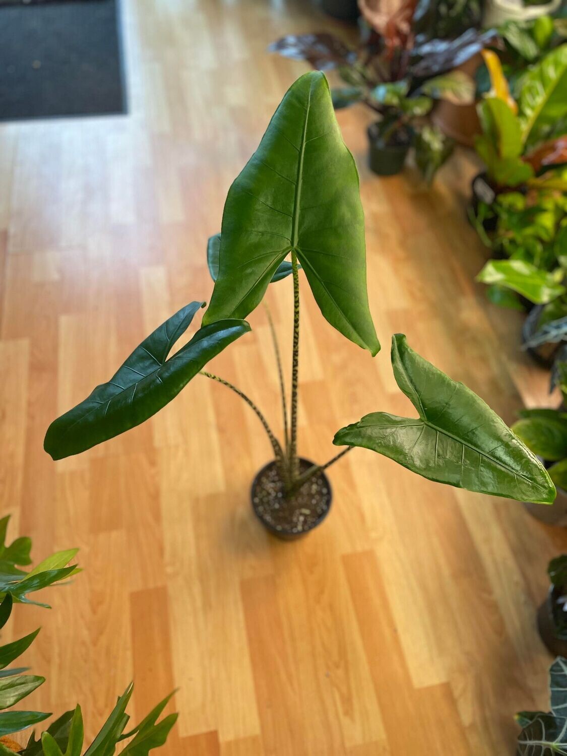 6&quot; Alocasia Zebrina
