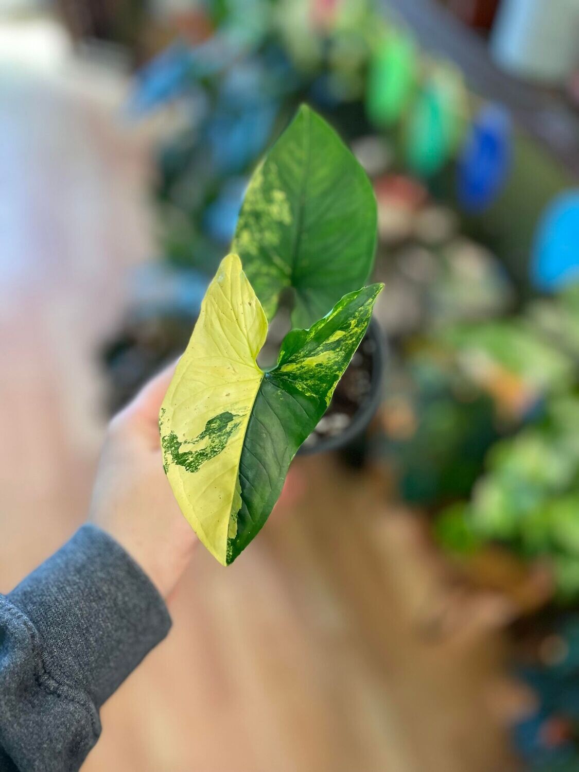 4&quot; Syngonium Aurea