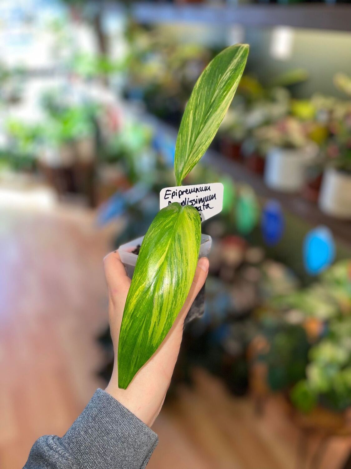 3.5&quot;  Epipremnum Amplissimum Variegated
