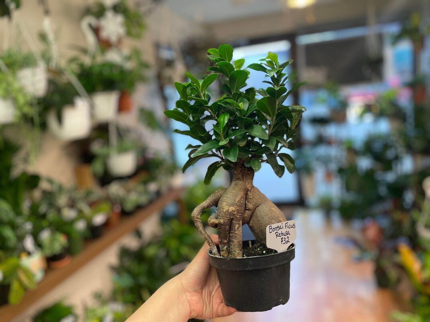 5&quot; Bonsai Ficus Retusa