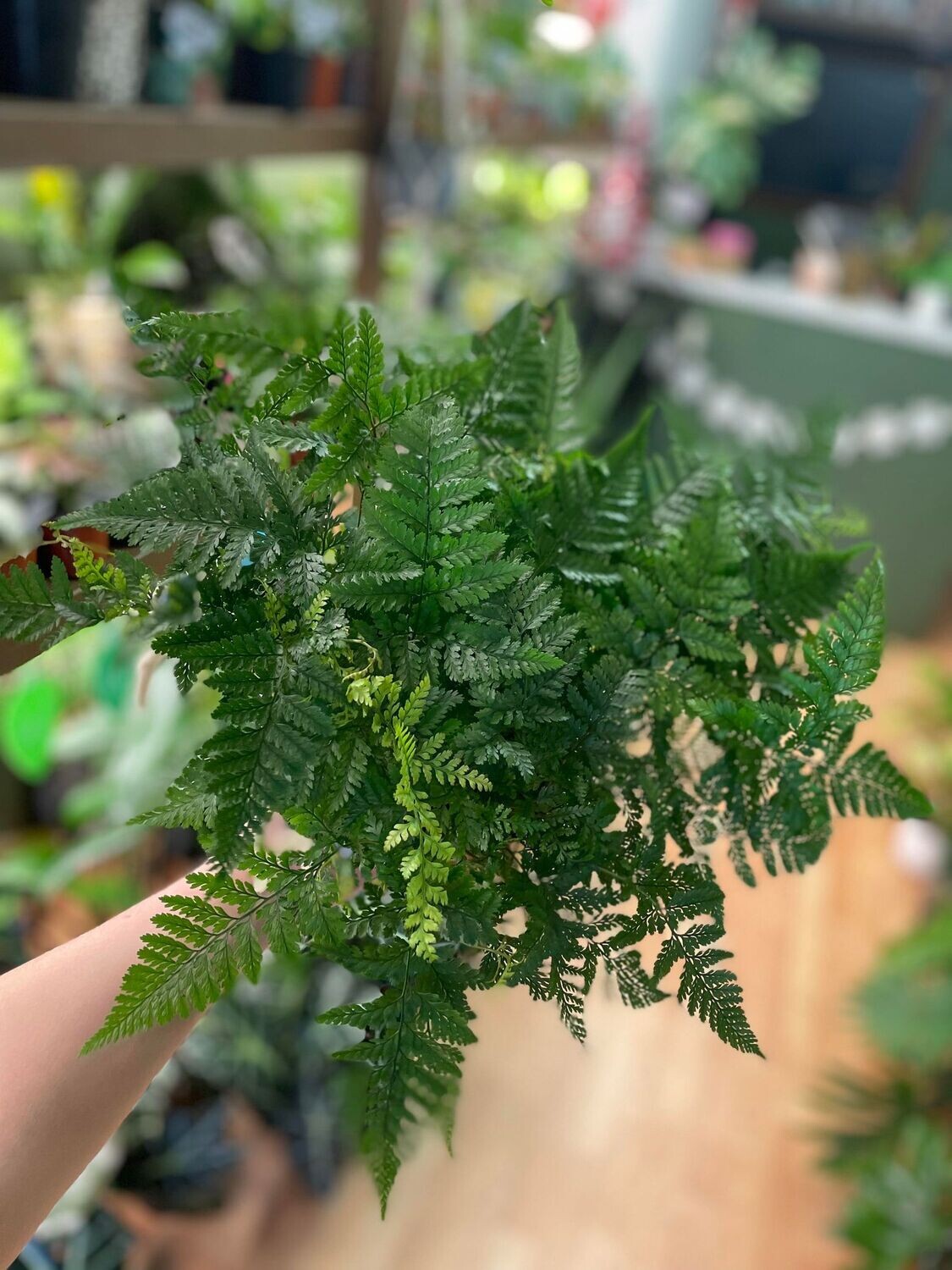 4&quot; Rabbit Foot Fern 