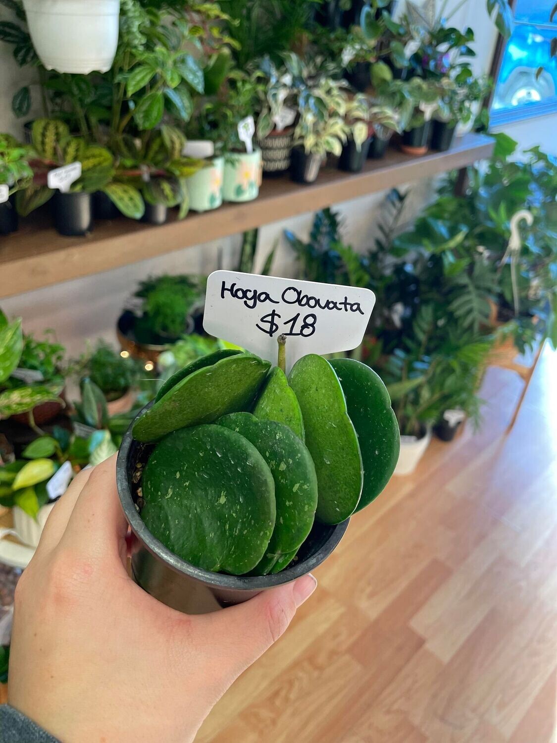 3.5&quot; Hoya Obovata
