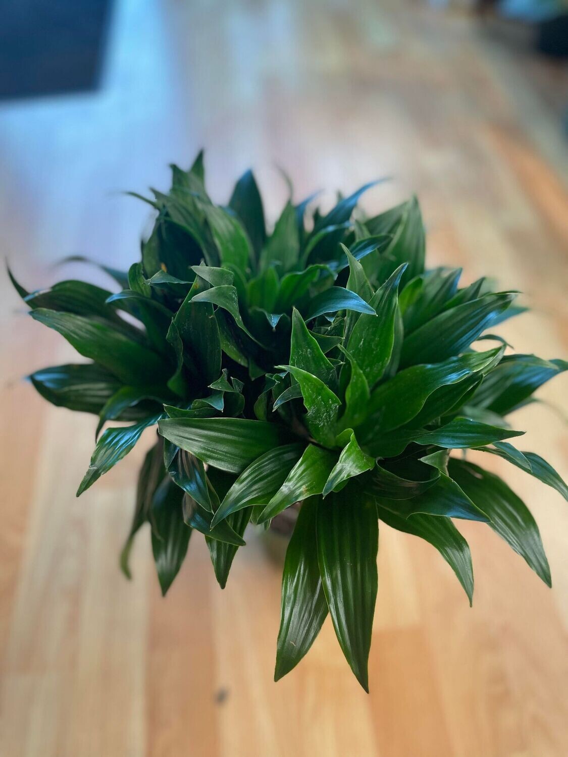 6&quot; Dracaena Janet Craig Compacta