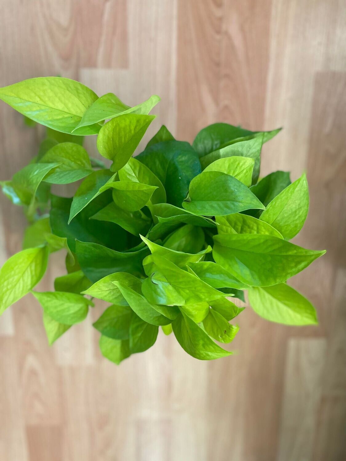 6&quot; Epipremnum Aureum Neon (Pothos)