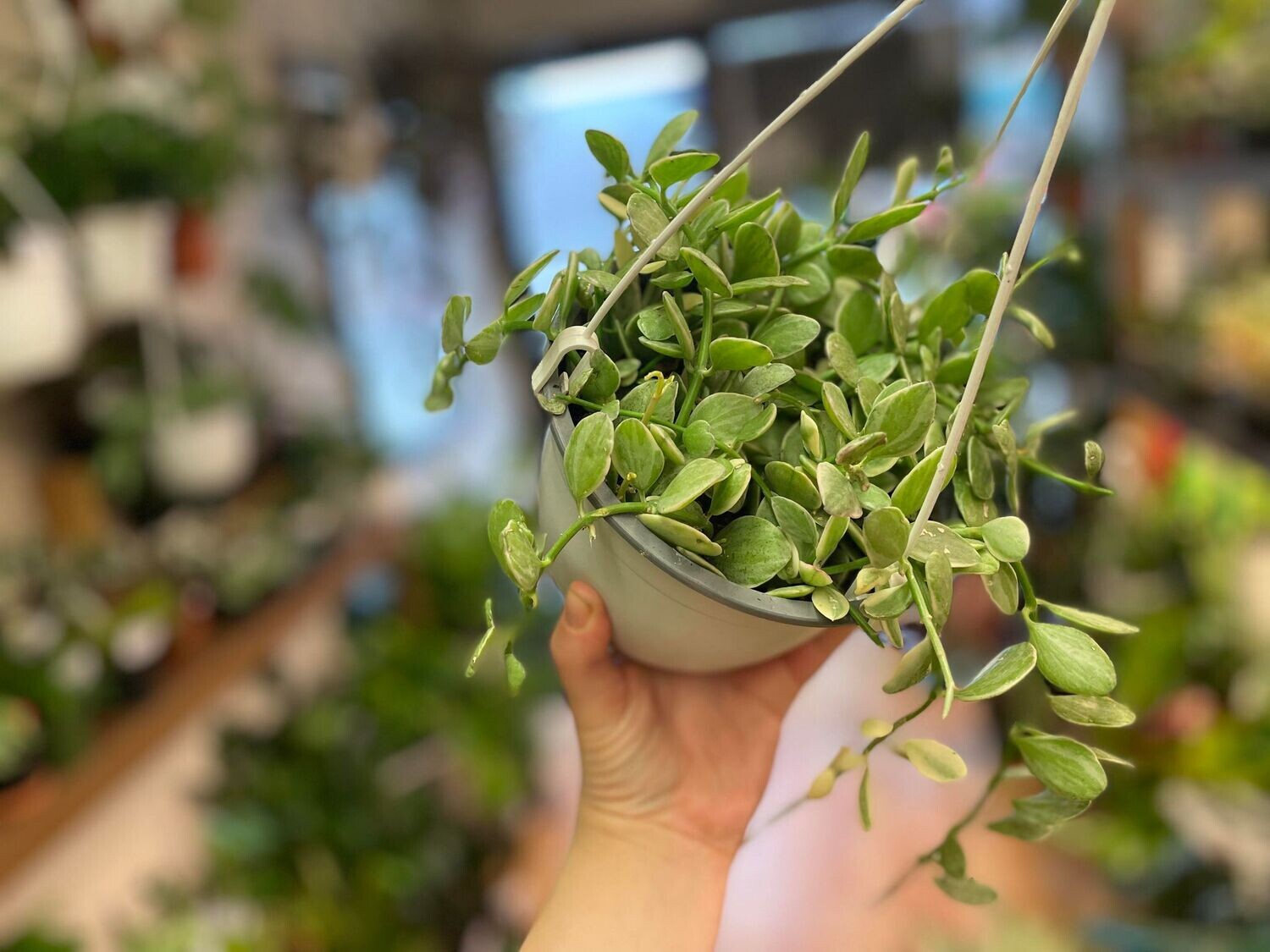 6&quot; Dischidia Oiantha Variegata