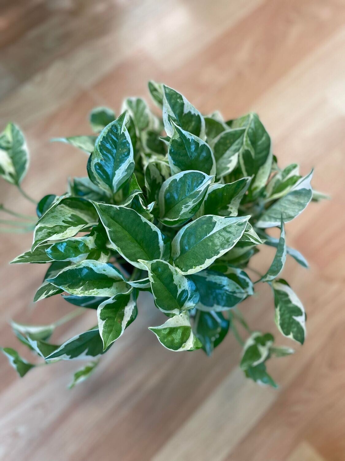 4&quot; Epipremnum Aureum Pearls &amp; Jade (Pothos)