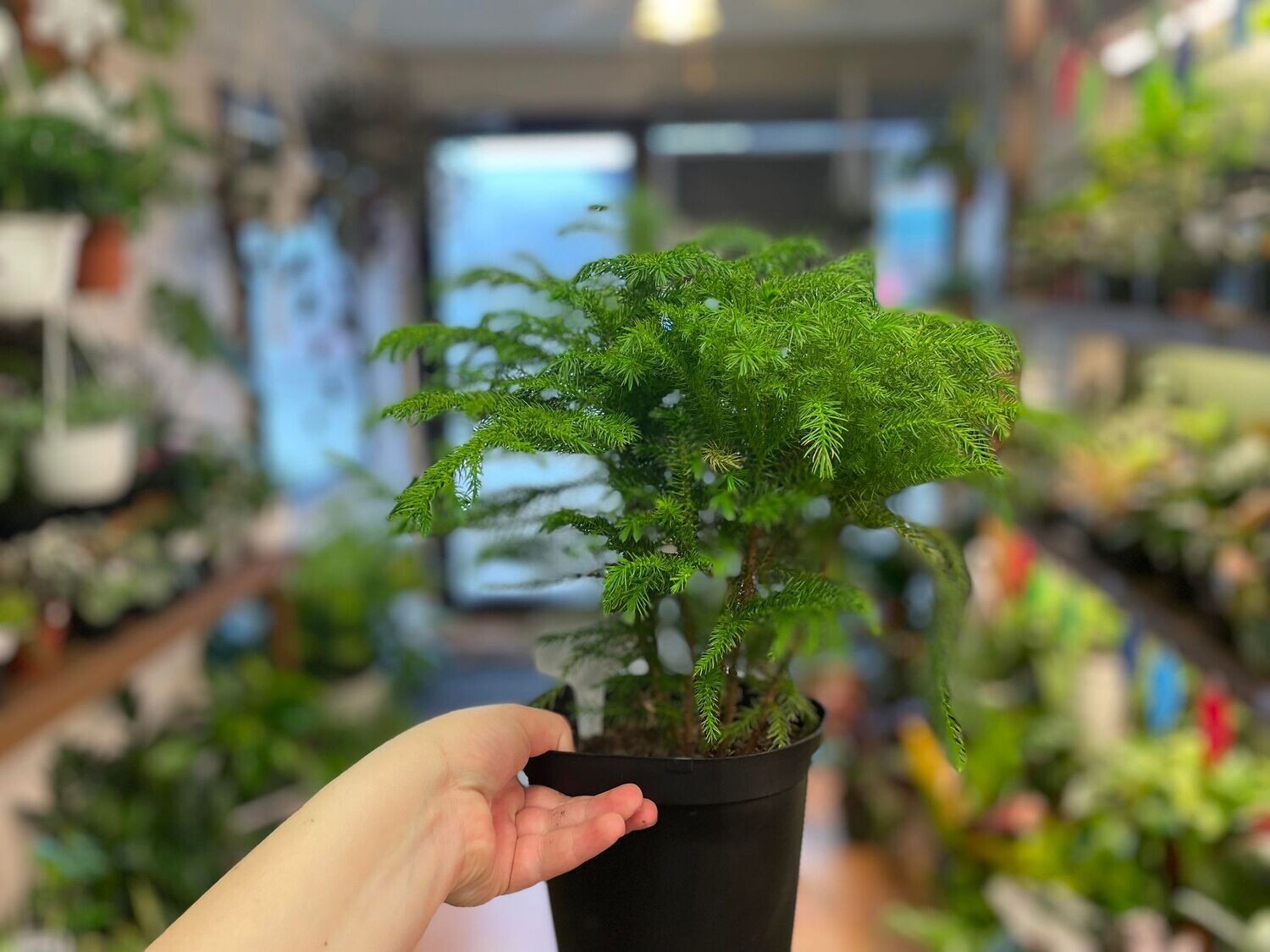 3.5” Asparagus Fern