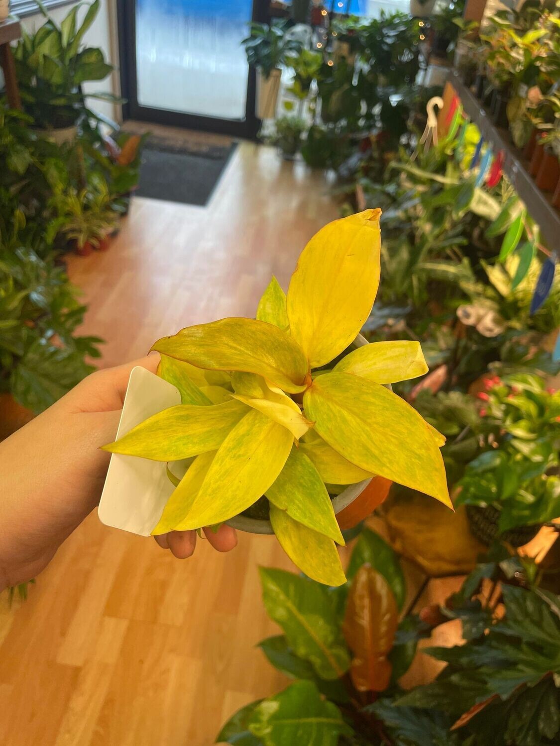 4&quot; Philodendron Painted  Lady 