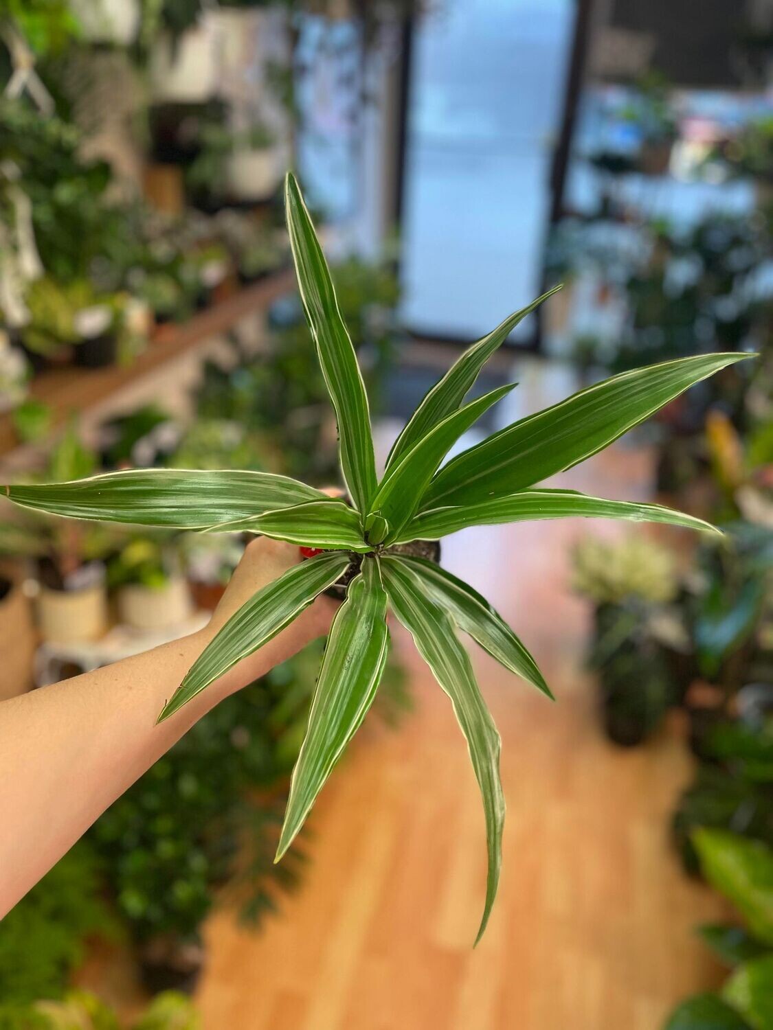 3.5&quot; Dracaena Warneckii