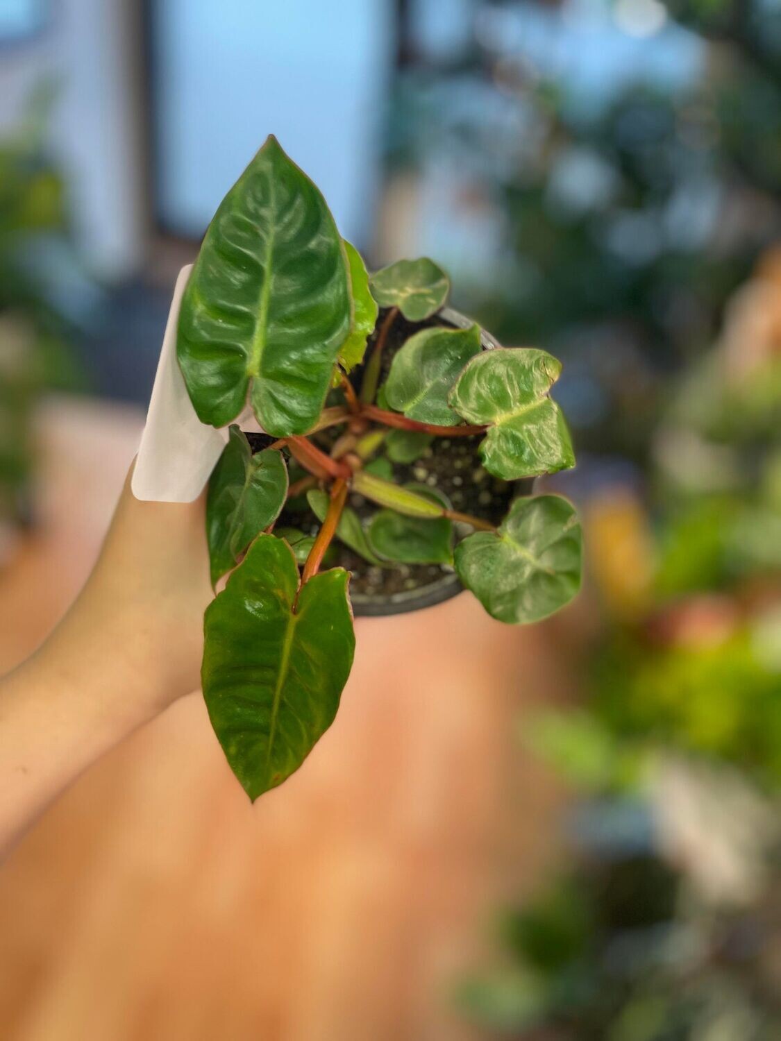 4&quot; Philodendron Billietiae
