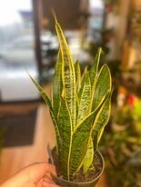 6&quot; Sansevieria Laurentii