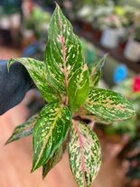 5&quot; Aglaonema Dazzling Gem